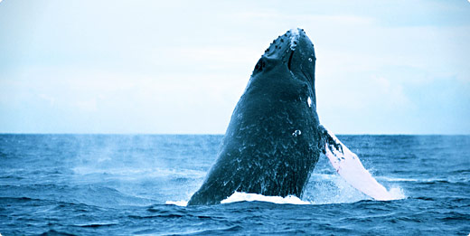 whale_watching1
